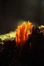 Yellow coral mushroom Clavulina ramaria grows in the forest on green moss.