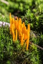 yellow coral mushrooms