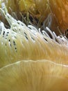 Yellow Coral Reef Royalty Free Stock Photo