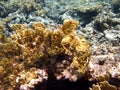 Yellow coral reef Royalty Free Stock Photo