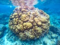 Yellow coral reef in blue sea water. Tropical underwater nature photography. Round shape coral colony. Coral reef undersea Royalty Free Stock Photo