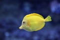 Yellow coral reef fish underwater. Royalty Free Stock Photo