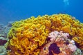 Yellow coral turbinaria mesenterina , underwater Royalty Free Stock Photo