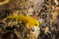 Yellow Coralgoby with their eggs Royalty Free Stock Photo