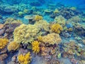 Yellow corals in tropical seashore. Undersea landscape photo. Fauna and flora of tropical shore.