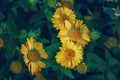 Yellow coreopsis calliopsis tickseed flower on blurry green background. Royalty Free Stock Photo