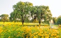 Coreopsis flowers and trees at pondside Royalty Free Stock Photo