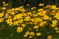 Yellow Coreopsis Daisies floers with blurred green background Royalty Free Stock Photo