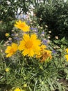 Yellow Coreopsis lanceolata flowers photography. Royalty Free Stock Photo