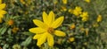 Yellow coreopsis in the summer garden, close-up Royalty Free Stock Photo