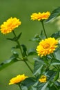 Yellow Coreopsis Tickseed Flowers Blooming