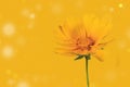 Yellow corepsis flower on yellow background with bokeh Royalty Free Stock Photo