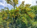 Yellow corkscrews ripe on the tree in Romania