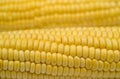 Yellow corn Royalty Free Stock Photo