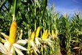 Yellow corn . Royalty Free Stock Photo