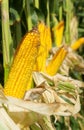 Yellow corn . Royalty Free Stock Photo