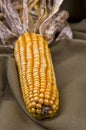 Yellow corn Royalty Free Stock Photo