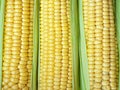 Yellow corn abstract background. Harvest season, healthy organic nutrition, maize cob. Golden textured wallpaper, fresh Royalty Free Stock Photo