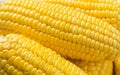 Yellow corn background Royalty Free Stock Photo