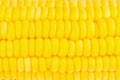 yellow corn background , texture yellow corn. beautiful
. fresh Royalty Free Stock Photo