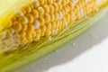Yellow Corn Cob Closeup, Macro Shot on the white background Royalty Free Stock Photo