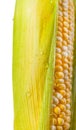 Yellow Corn Cob Closeup, Macro Shot on the white background Royalty Free Stock Photo