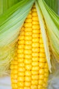 Yellow Corn Cob Closeup on White Background, Top View, Macro Royalty Free Stock Photo