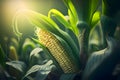 Yellow corn cob in corn field green stalk leaves. Corn as a dish of thanksgiving for the harvest, a picture on a white isolated Royalty Free Stock Photo