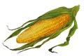 Yellow corn cob in green leaves. watercolor illustration