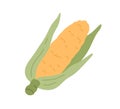 Yellow corn cob with leaves. Sweet maize in husk. Ripe corncob with leaf. Fresh cereal vegetable. Raw veggie. Colored