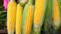 Yellow corn on the cob for sale. Maize background. Fresh vegetables on farmers market. Retail industry. Discount. Grocery shopping