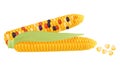 Yellow corn cobs with green leaf and sweet maize grains in pile Royalty Free Stock Photo