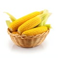 Yellow corn cobs with leaves in a wicker basket. Corn as a dish of thanksgiving for the harvest, a picture on a white isolated