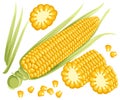 Yellow corn on the cobs, male inflorescence and leaves isolated illustration of sweet golden corn. Bunch of Corn. summer fa