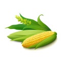 Yellow corn on the cobs on white background Royalty Free Stock Photo