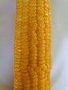 Yellow corn cooked in boiled water Royalty Free Stock Photo