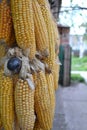 yellow corn, corn on the wall, beautiful image Royalty Free Stock Photo