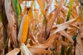 Yellow corn encased in dry pods, stands tall in the corn field, a vibrant display of nature\'s cycle