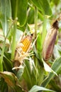 Yellow corn in the field