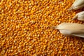 Yellow corn frame with seeds backdrop, providing ample copy space Royalty Free Stock Photo