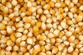 Yellow corn grain background