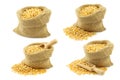 Yellow corn grain in a burlap bag with a wooden scoop Royalty Free Stock Photo