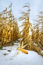 Yellow corn that has not been harvested due to early snowfall, climate change