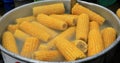 Yellow corn in hot potboiler. Ripe ears of corn in boiling water.