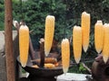 Corn being roasted on fire in traditional Indian way Royalty Free Stock Photo