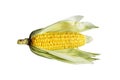 Yellow corn incrustation light green Fresh and natural Royalty Free Stock Photo