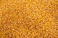 Yellow Corn Kernel Harvest, Close Up Royalty Free Stock Photo