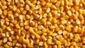 Yellow Corn Kernels Background Texture Closeup ai generated ai generated Royalty Free Stock Photo