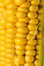 Yellow corn kernels in the cob as a background Royalty Free Stock Photo