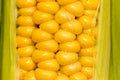 Yellow corn kernels in the cob as a background Royalty Free Stock Photo